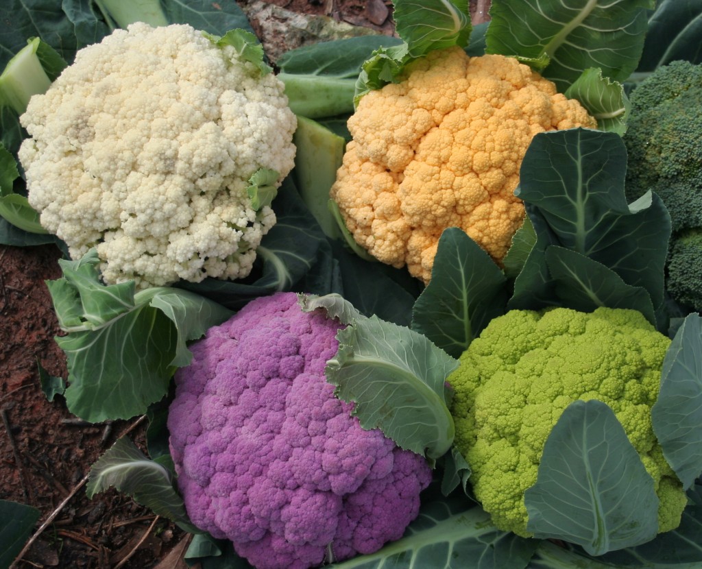 Many colors of cauliflower